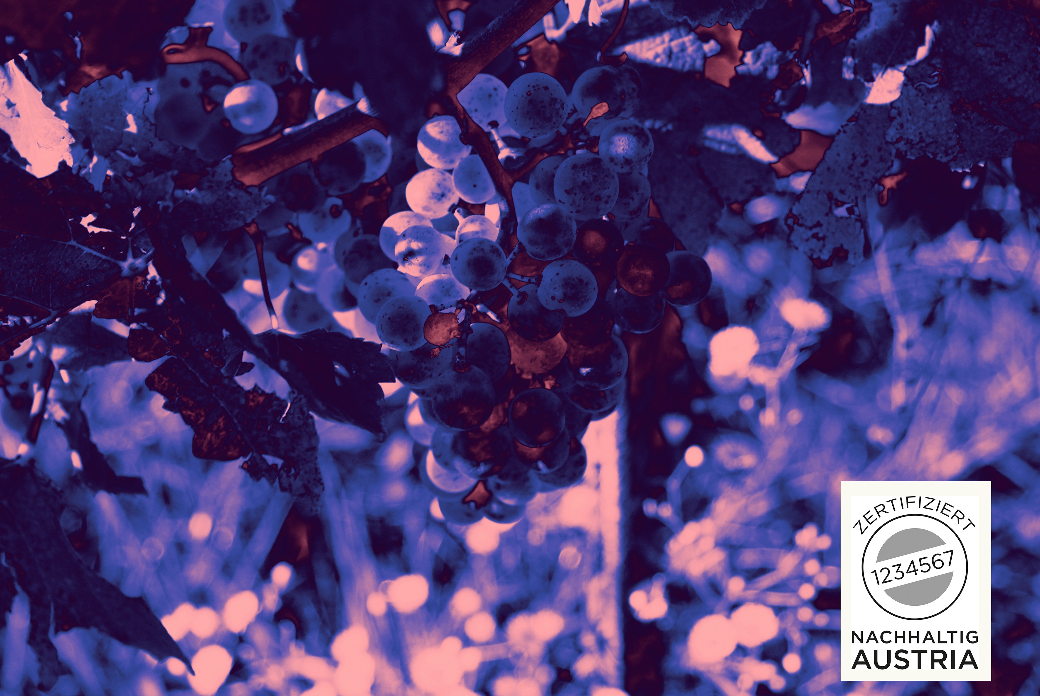 Nachhaltig Austria Weingut Payr RGB 03 Kopie
