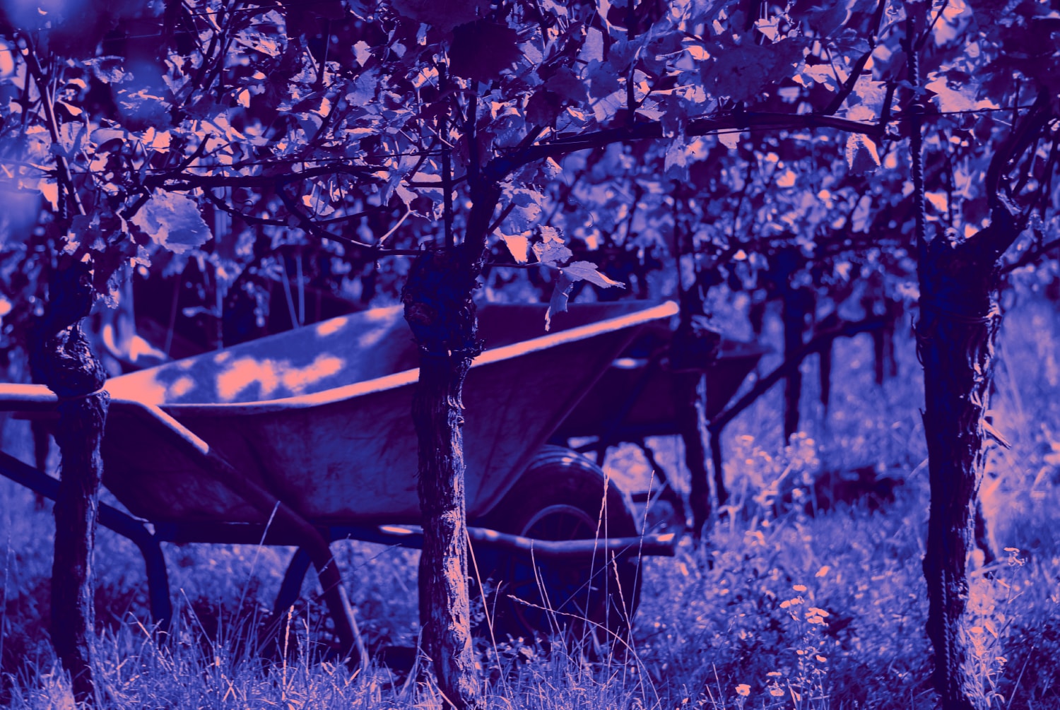 Weingut Payr About Im Einklang Mit Der Natur 03